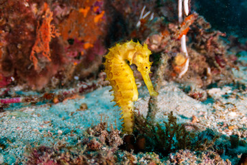 A cute, yellow Thorny Seahorse deep on a tropical coral reef (Richelieu Rock, Thailand)