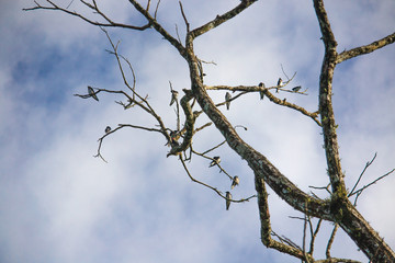 dry tree with many birds
