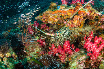 A Spiny Lobster hiding in a hole on a tropical coral reef in Thailand