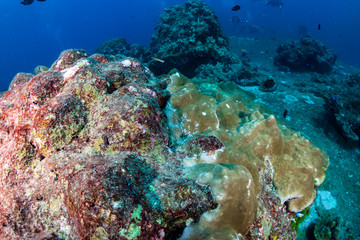 Naklejka na ściany i meble Bleached and dying hard corals on a badly damaged tropical coral reef in Asia