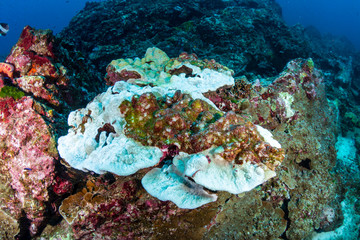 Fototapeta na wymiar Hard corals on a tropical reef starting to bleach themselves white and die due to warming sea temperatures