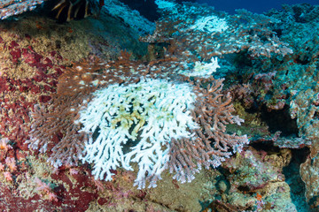 Naklejka na ściany i meble Hard corals on a tropical reef starting to bleach themselves white and die due to warming sea temperatures