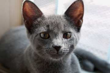 Close up of a grey Russian cat.