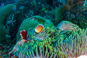 Naklejka na ściany i meble Beautiful Skunk Clownfish in their host anemone on a colorful tropical coral reef