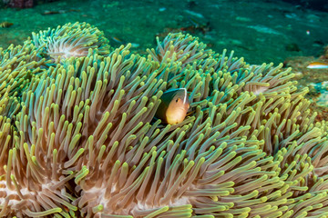 Beautiful Skunk Clownfish in their host anemone on a colorful tropical coral reef