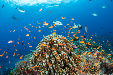 Fototapeta na wymiar Colorful tropical fish swarming around hard and soft corals on a tropical reef in Thailand