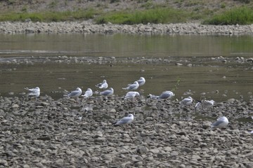 Gulls