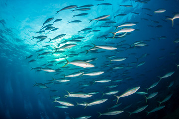 Fototapeta na wymiar Tropical fish swimming over a tropical coral reef system in Thailand