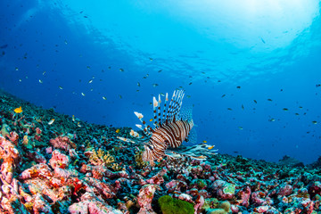 Fototapeta na wymiar Predatory Lionfish hunting on a dark tropical coral reef in Thailand
