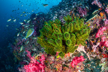 Fototapeta na wymiar Colorful tropical fish swimming around a tropical coral reef in the Similan Islands, Thailand