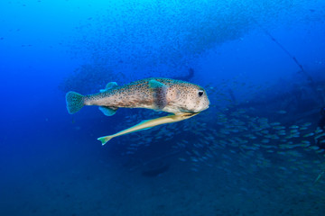 A large Puffer Fish and other colorful tropical fish swimming around an old, coral encrusted...