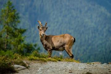 Naklejka na ściany i meble Alpine ibex portrait in high mountains, wild goat in natural life