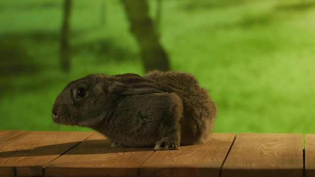 A bunny at the filming set. Standing on a plunk with green natural background