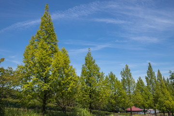 Metasequoia row of trees and blue sky,Shikoku,Japan © F.F.YSTW