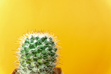 Beautiful Cactus green in pot brown on yellow  background with Copy space for a text ,Close up.