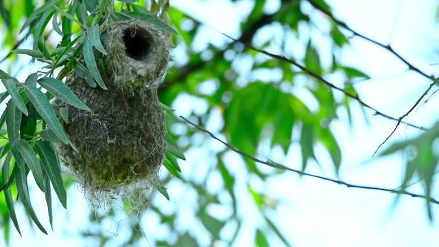 Eurasian penduline tit or Remiz pendulinus