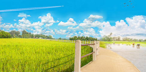 Abstract beautiful green paddy rice field, farmer practices an ancient method plantation,beautiful sky clouds,sidewalk  bridge at Ban Chee Tuan,Khuangnai district,Ubon Ratchathani province,Thailand.
