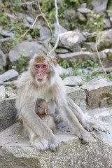 Naklejka premium Jigokudani Monkey Park , monkeys bathing in a natural hot spring at Nagano , Japan