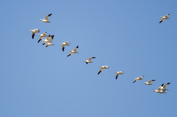 Flock of Snow Geese Flying in a Blue Sky
