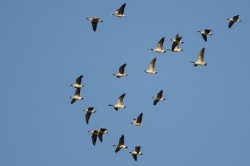 Flock of Canada Geese Flying in a Blue Sky