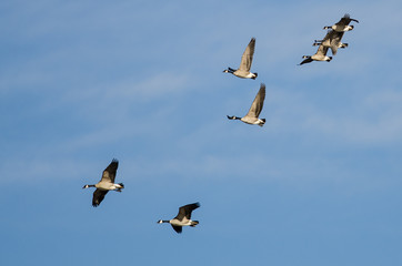 Flock of Canada Geese Flying in a Blue Sky
