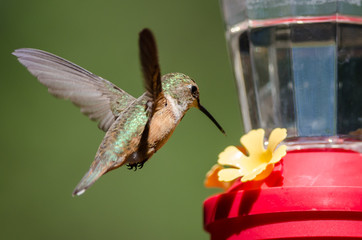 Rufous Hummingbird Arriving at the Feeder for a Meal