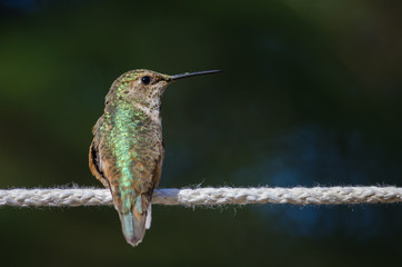 Fototapeta na wymiar Rufous Hummingbird Perched on a Piece of White Clothesline