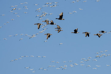 Greater White-Fronted Geese Flying Among the Snow Geese