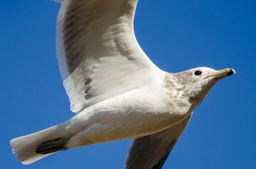 Ring-Billed Gull Flying in a Blue Sky