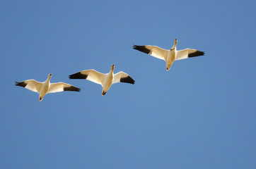 Small Flock of Snow Geese Flying in a Blue Sky