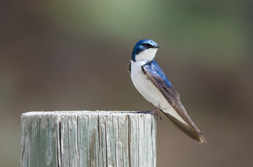 Spunky Little Tree Swallow Perched atop a Weathered Wooden Post
