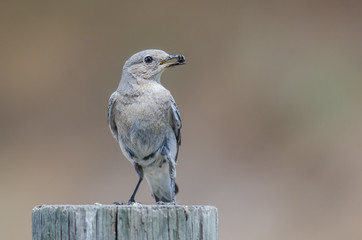 Mountain Bluebird Displaying Its Catch While Perched atop a Weathered Wooden Post