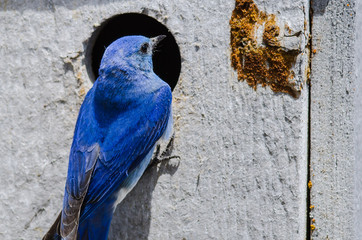 Mountain Bluebird Clinging to its Weathered Wooden Nesting Box