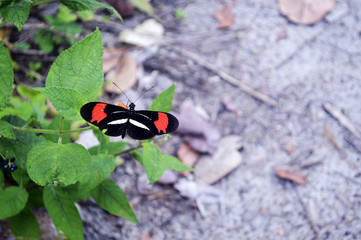 Fototapeta na wymiar Brazil Butterfly
