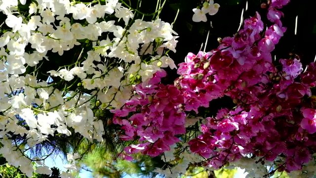 Beautiful pink orchid flower (Phalaenopsis). Royalty high quality free stock footage of fresh pink orchid flower tree is blossom in nature. Closeup focus multi color tropical orchid flower in garden