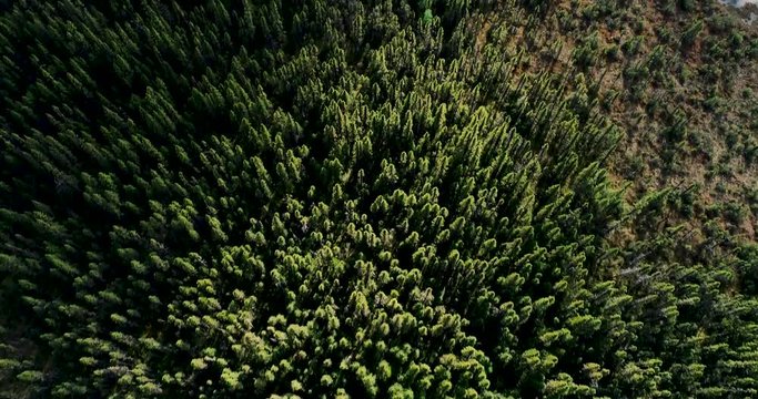 4K Aerial Shoot from Canada's Forest