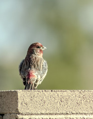 Little bird on a concrete block wall