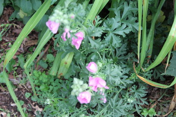 pink flowers