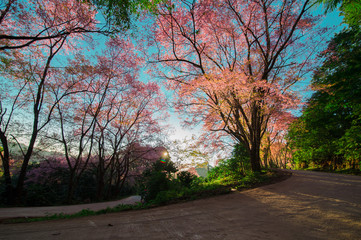 View of turning pin point on mountain road with sakura tree along the way and sun shining in early morning.