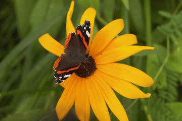 Butterfly Red Admiral (Vanessa atalanta) with open wings. Butterfly with orange bands on yellow...