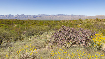 Tucson Arizona Landscape