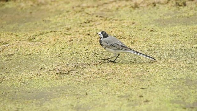 Juvenile white wagtail or Motacilla alba eats botfly