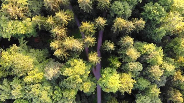 4K Aerial showing a beautiful forest in Z&uuml;rich Switzerland from above. The trees are shining green. Drone shows first the trees from above, later the sunset and again the trees from above.