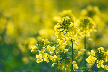 Obraz premium Canola flowers