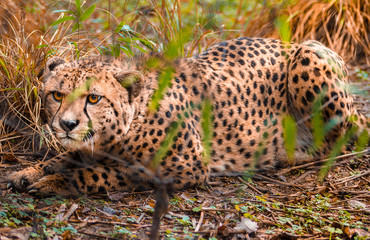 CHEETAH AT THE JUNGLE