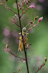 A red-legged grasshopper clings to a flower