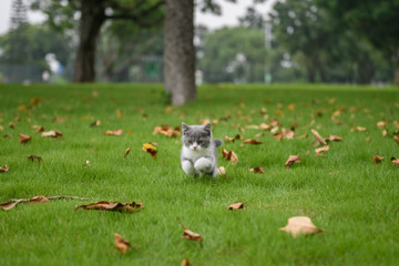 The kitten playing on the grass