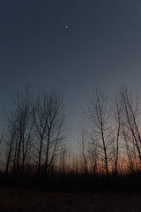 Crescent Moon over Winter Forest