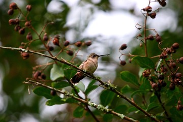 Obraz premium hummingbird