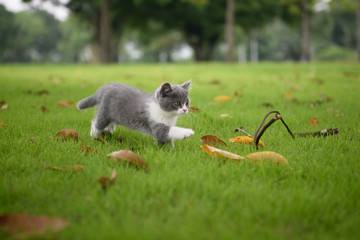 The kitten playing on the grass